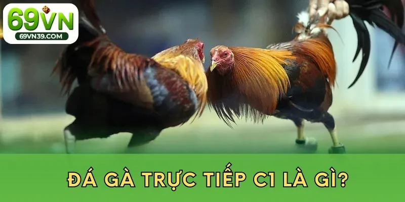 Đá gà trực tiếp c1 là gì?