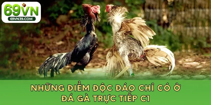 Những điểm độc đáo chỉ có ở đá gà trực tiếp c1