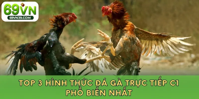 Top 3 hình thức đá gà trực tiếp c1 phổ biến nhất